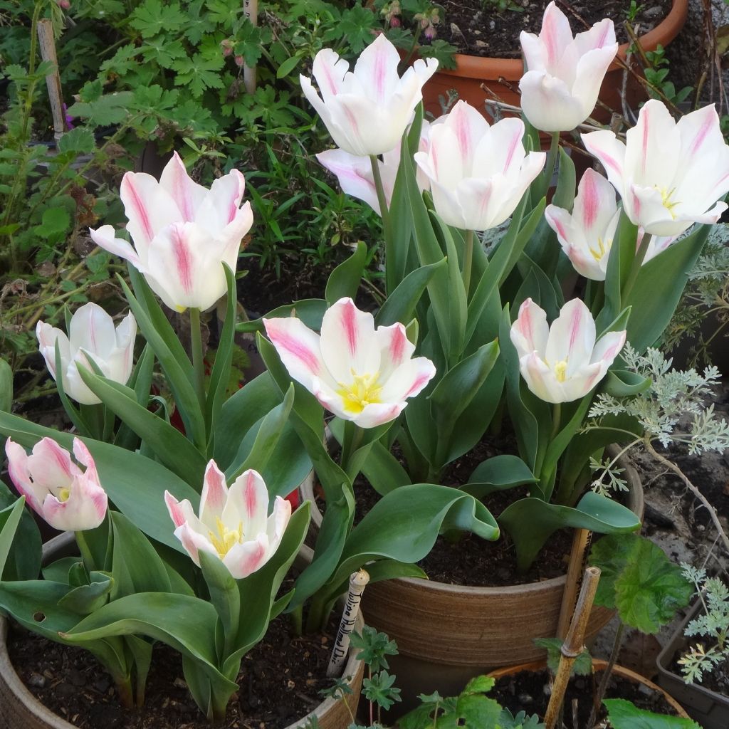 Tulipa Holland Chic - Leliebloemige tulp