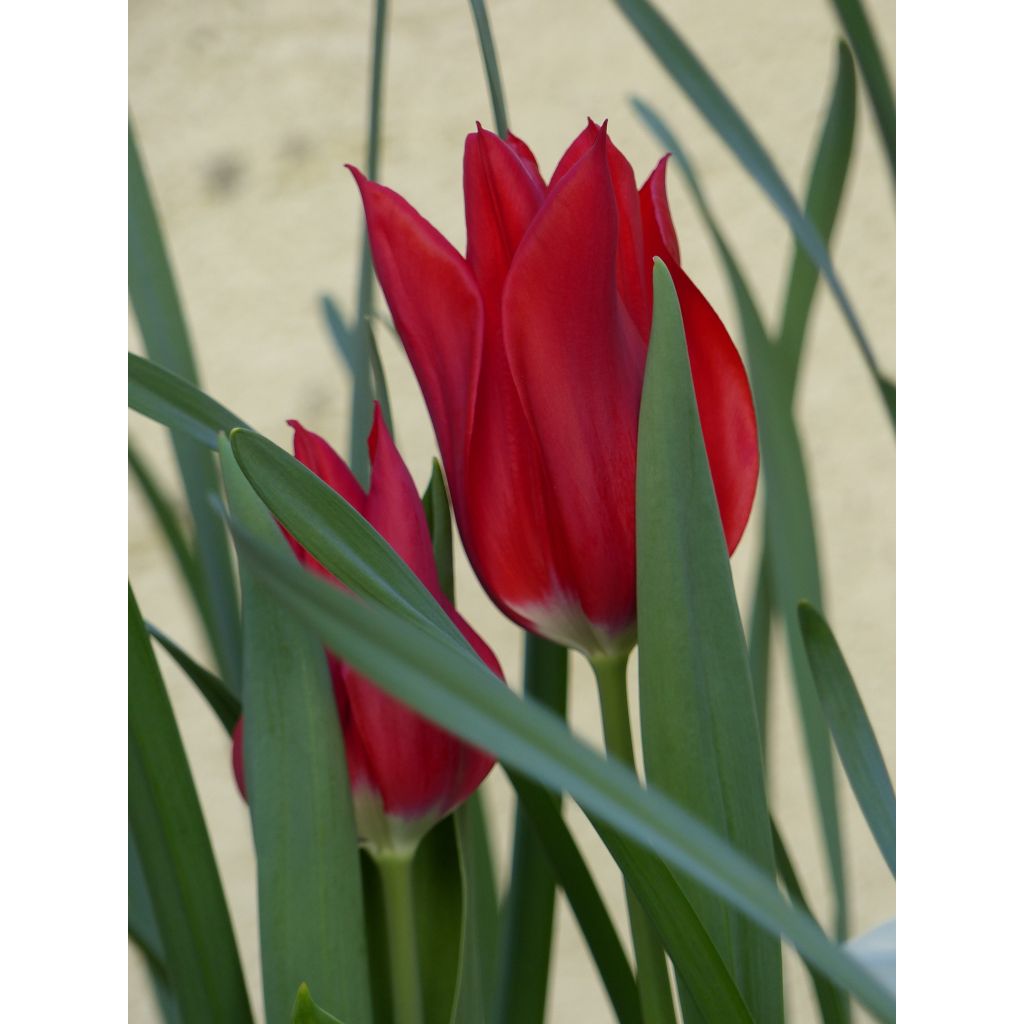 Tulipa Lasting Love - Leliebloemige tulp