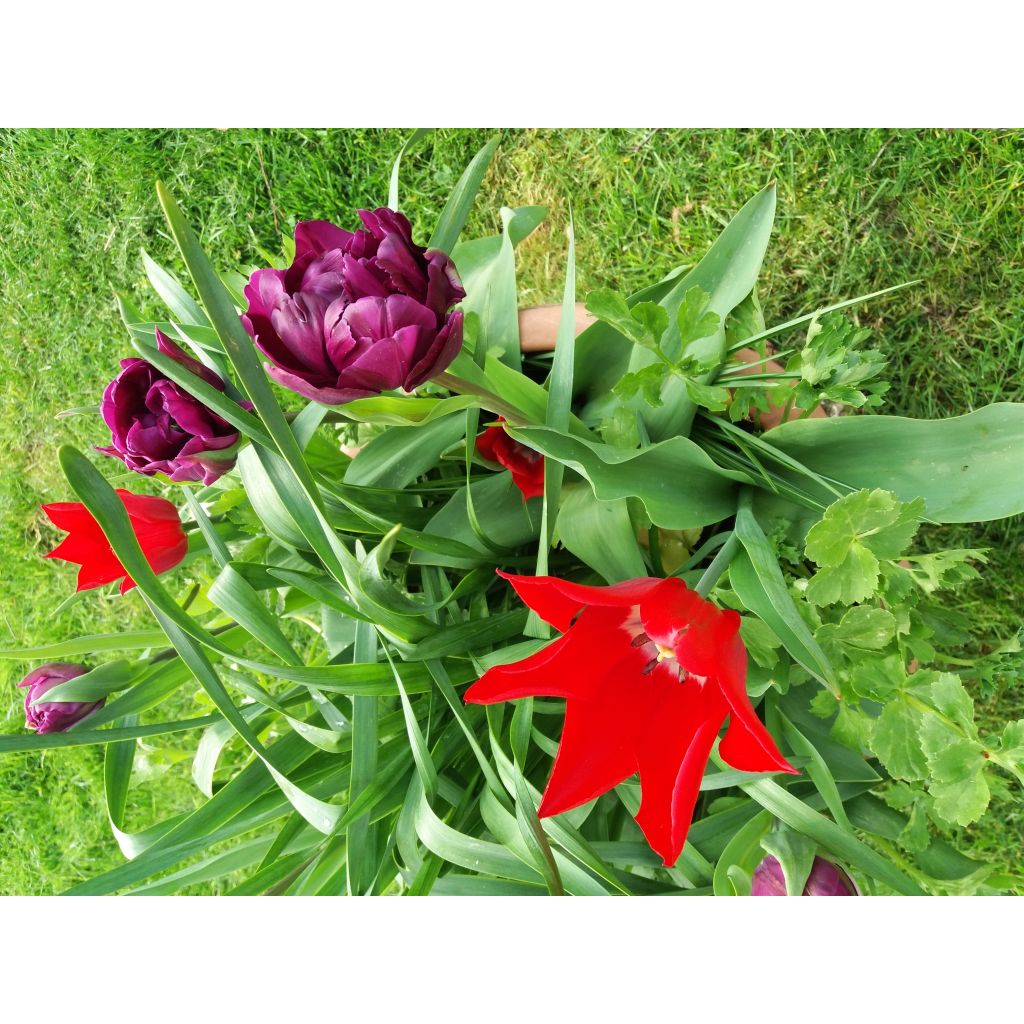 Tulipa Red Shine - Leliebloemige tulp