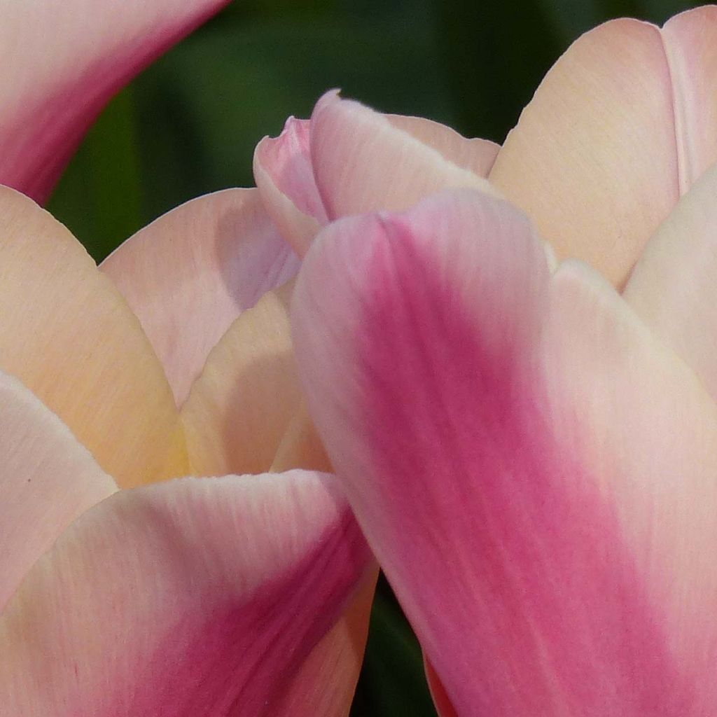 Tulipa Sanne - Leliebloemige tulp