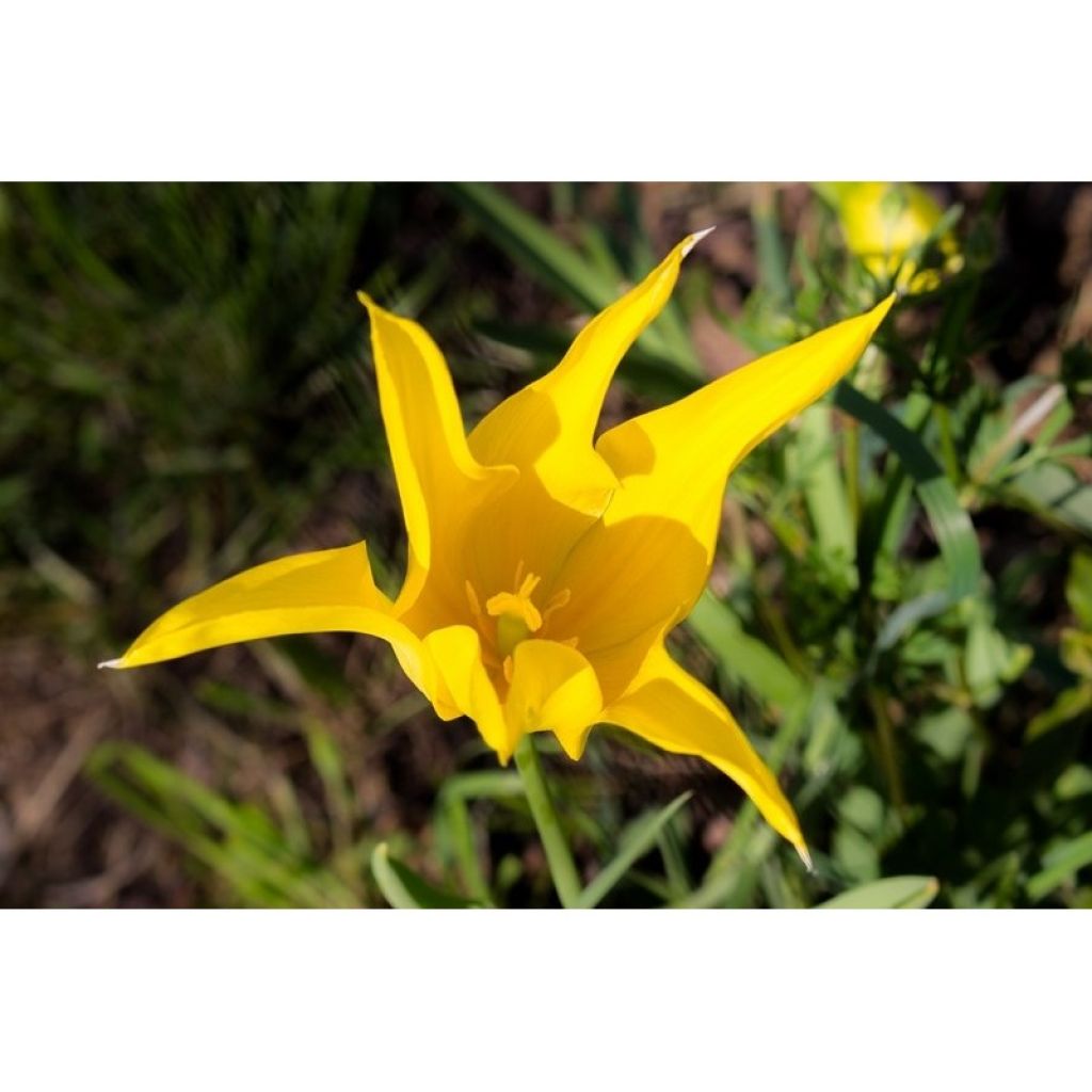 Tulipa West Point - Leliebloemige tulp