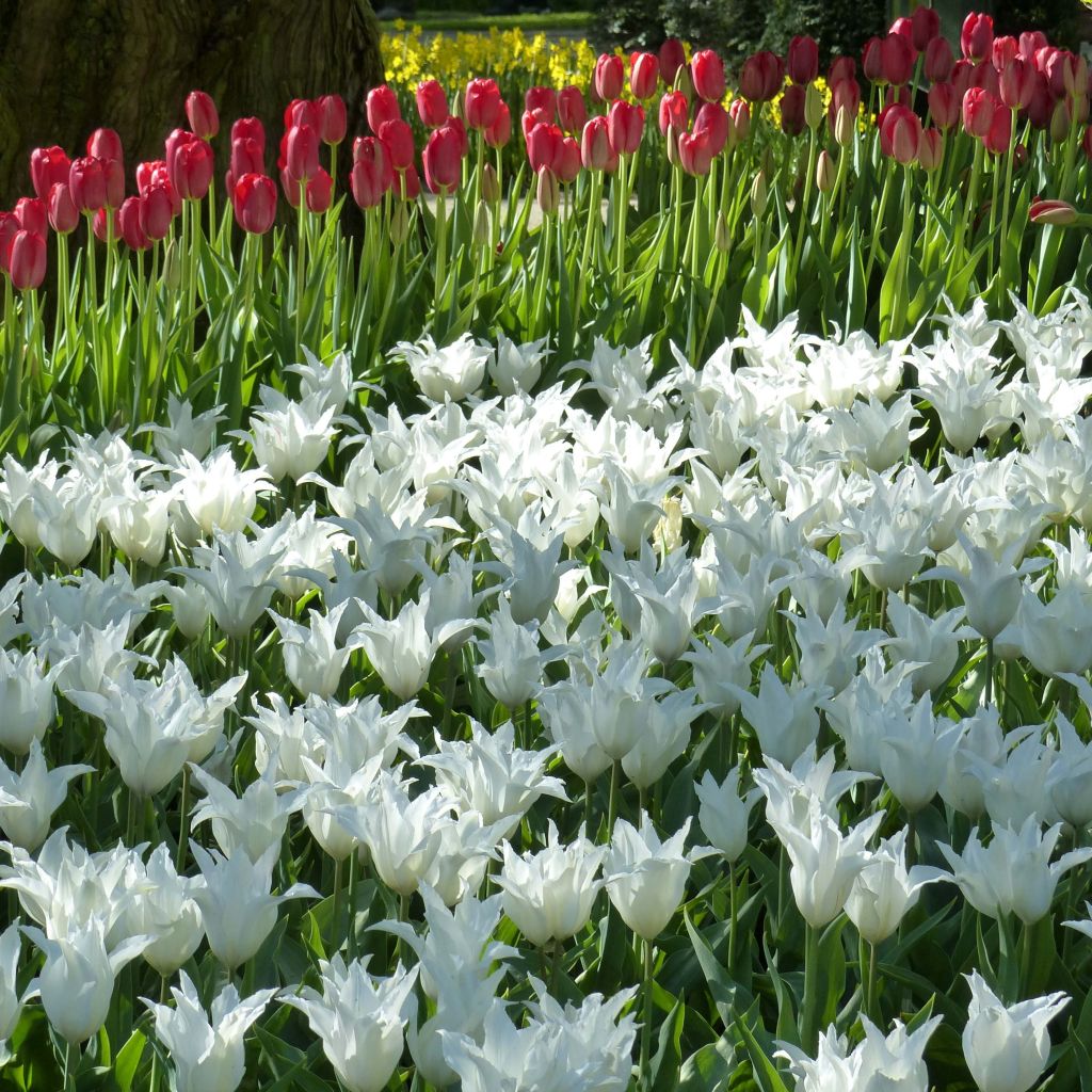 Tulipa Très Chic - Leliebloemige tulp