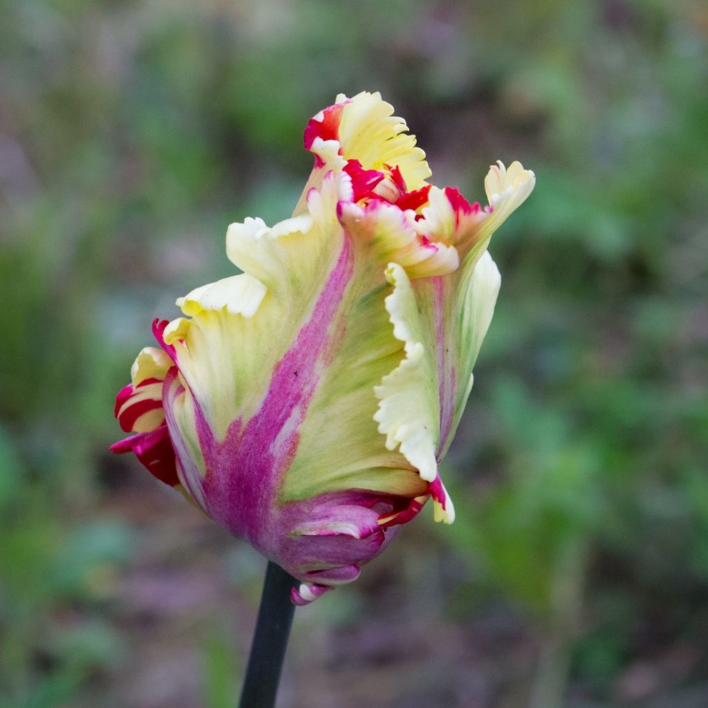 Tulipa Flaming Parrot - Papegaaitulp