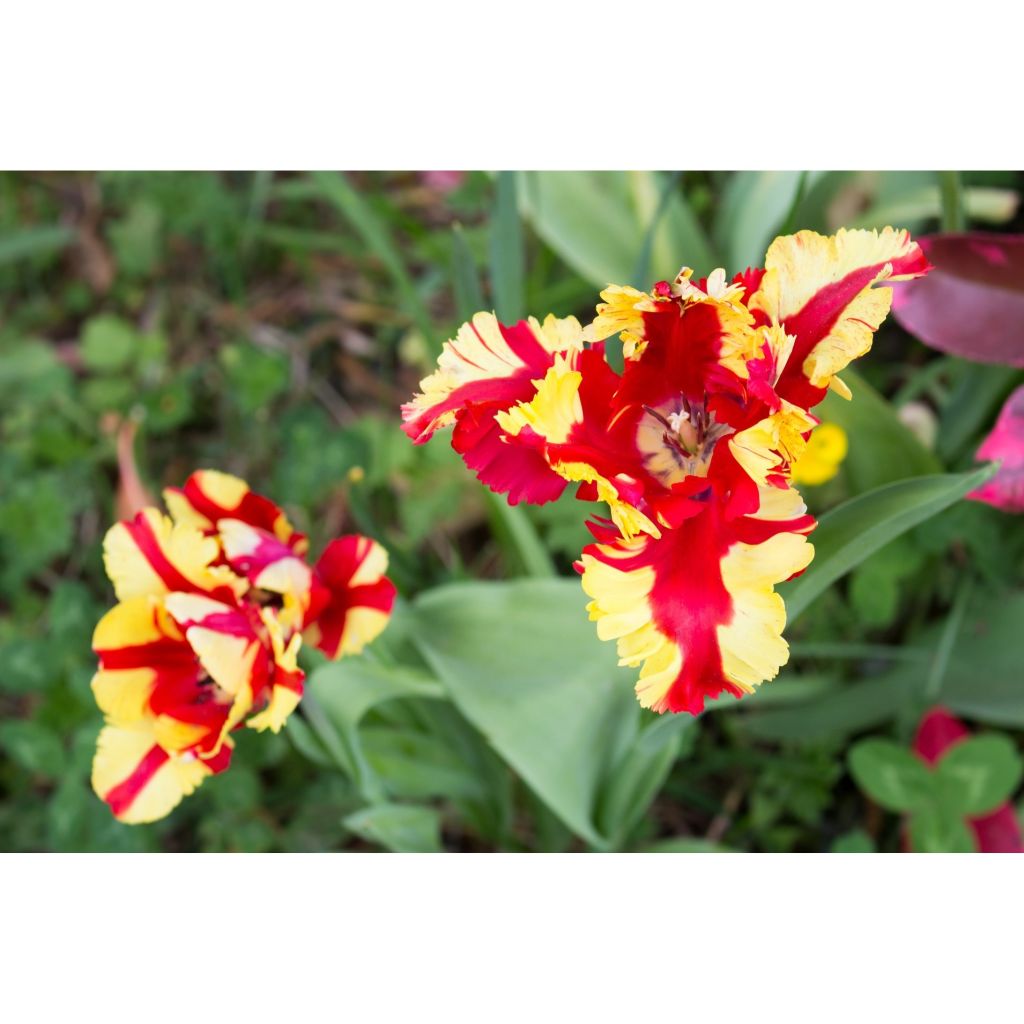 Tulipa Flaming Parrot - Papegaaitulp