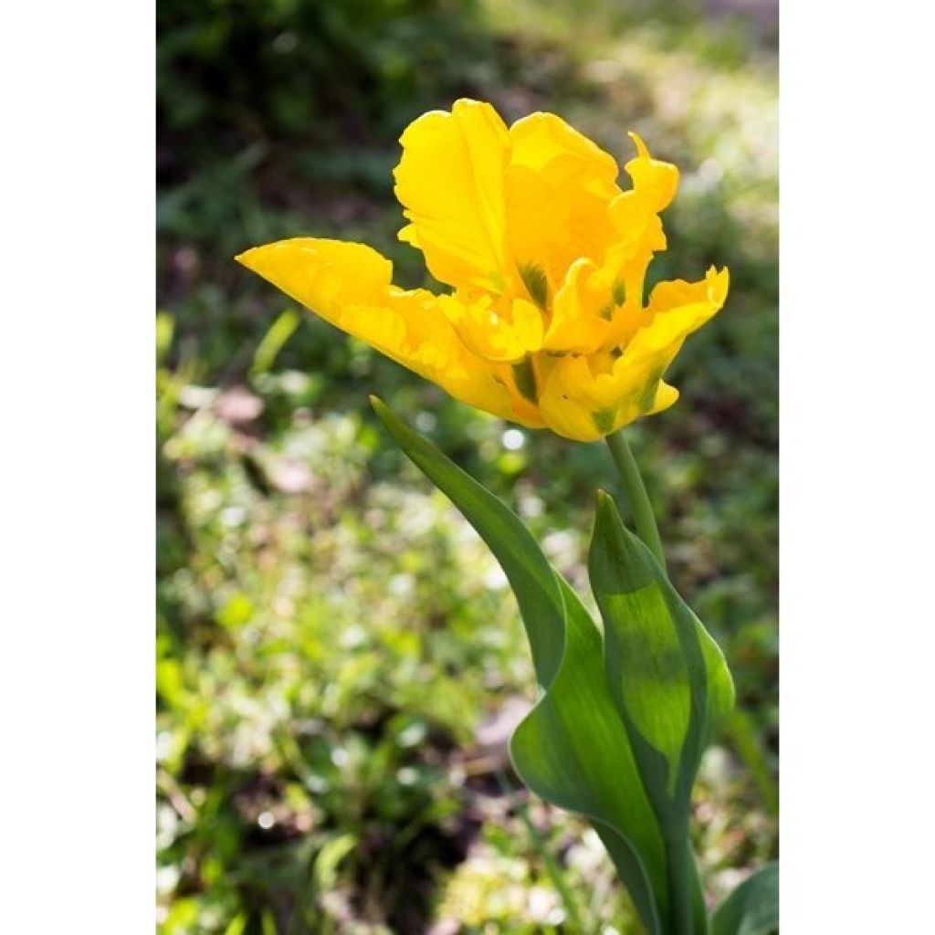 Tulipa Yellow Sun - Papegaaitulp