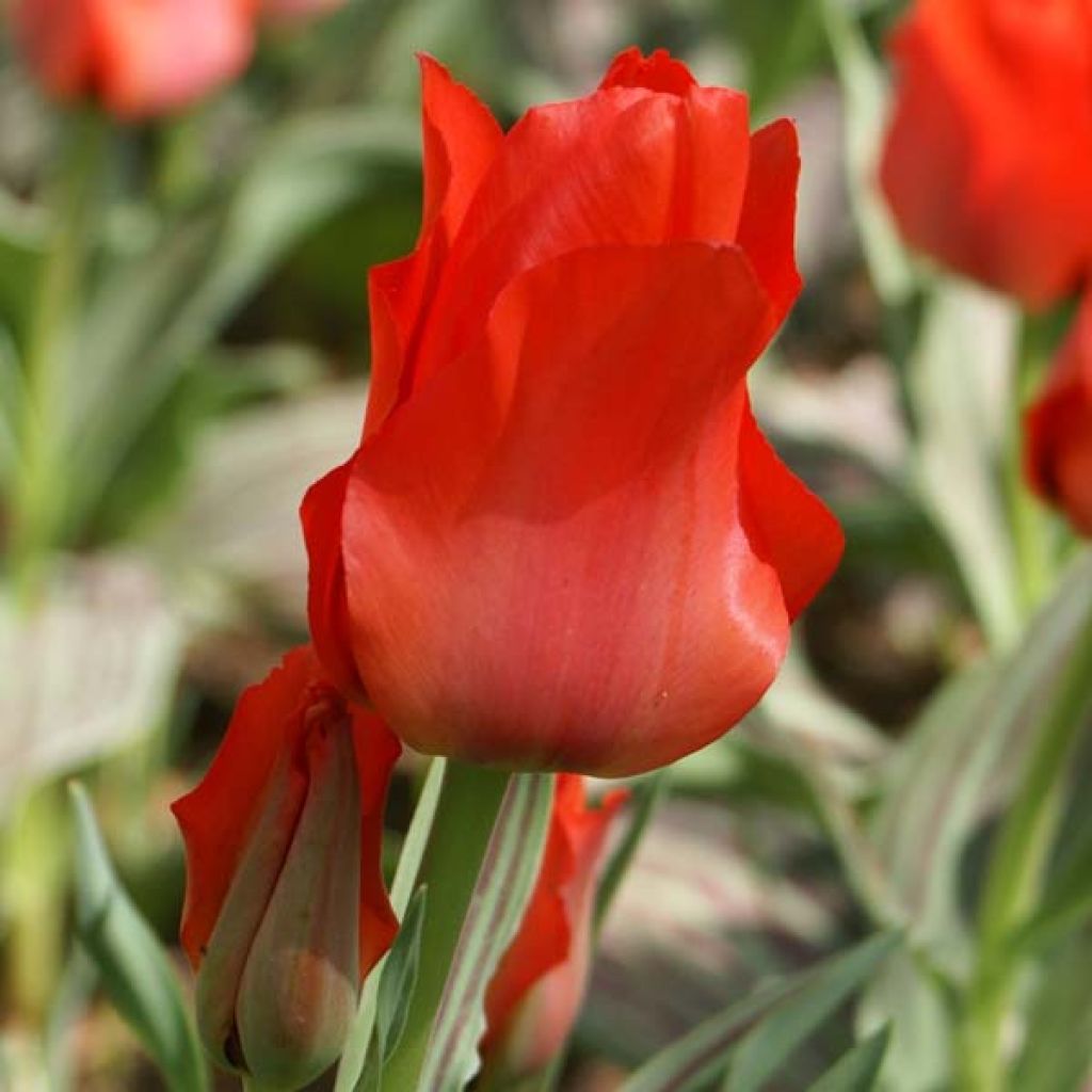 Tulipa greigii Petit Chaperon Rouge - Greigii‑tulp