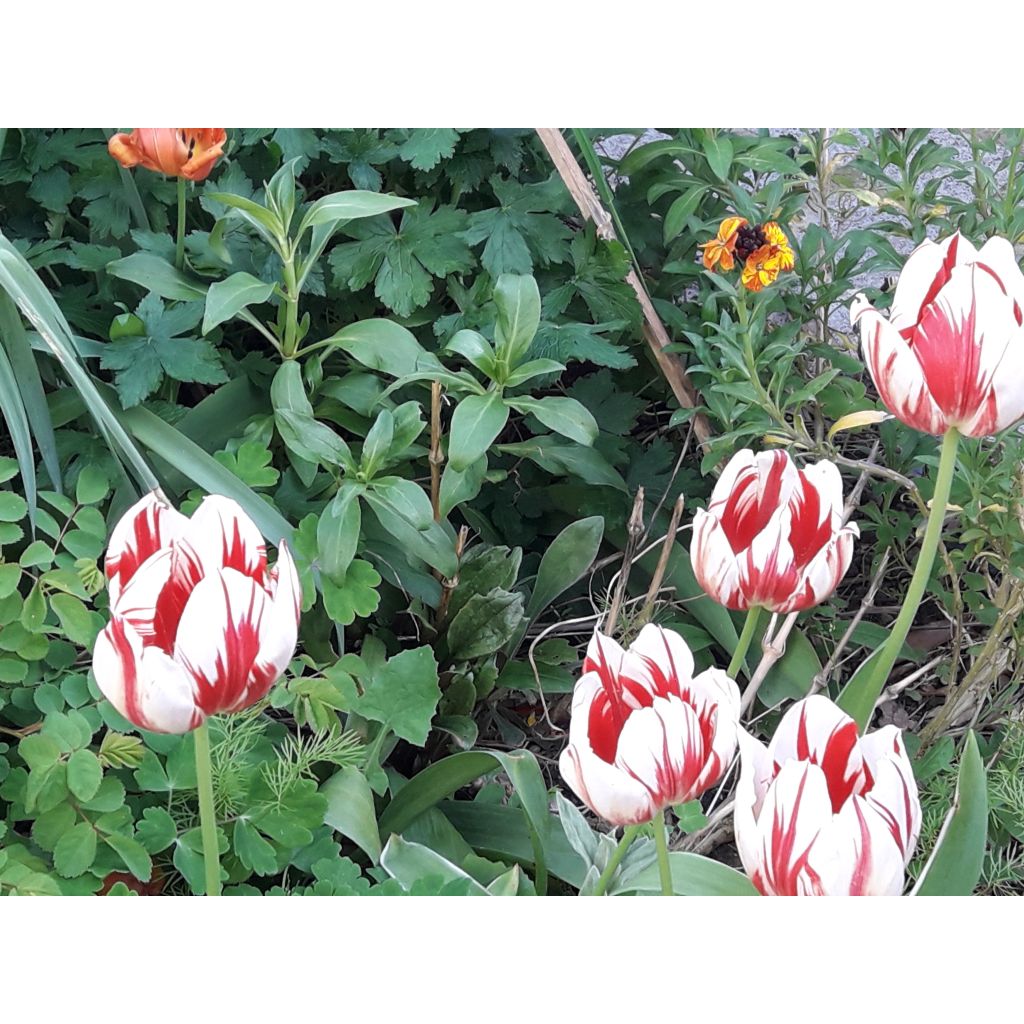 Tulipa World Expression - Enkele late tulp