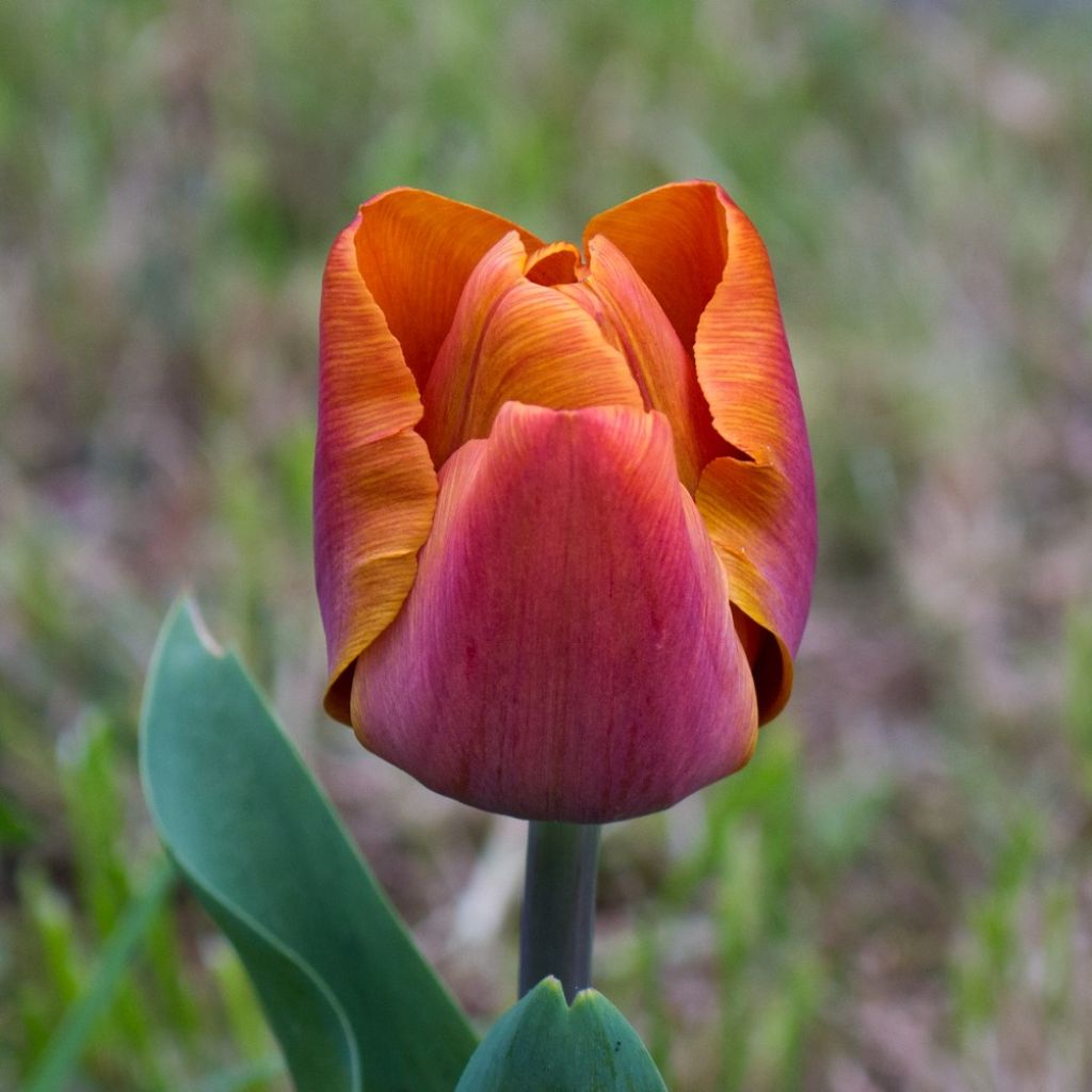 Tulipa Triumph Cairo - Triumphtulp