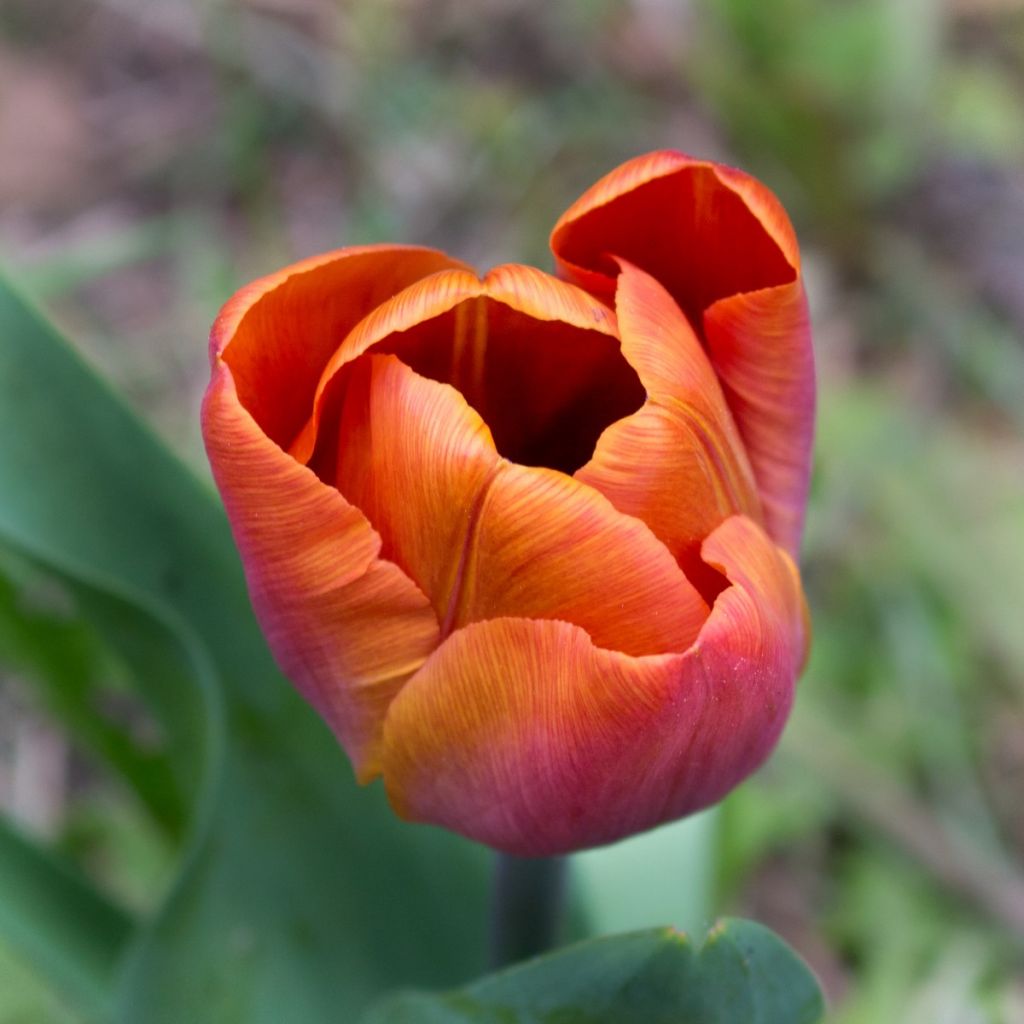 Tulipa Triumph Cairo - Triumphtulp