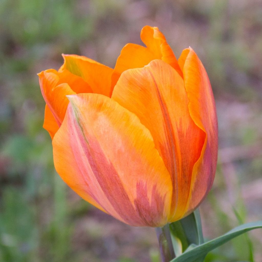 Tulipe Triumph Prinses Irene - Triumphtulp