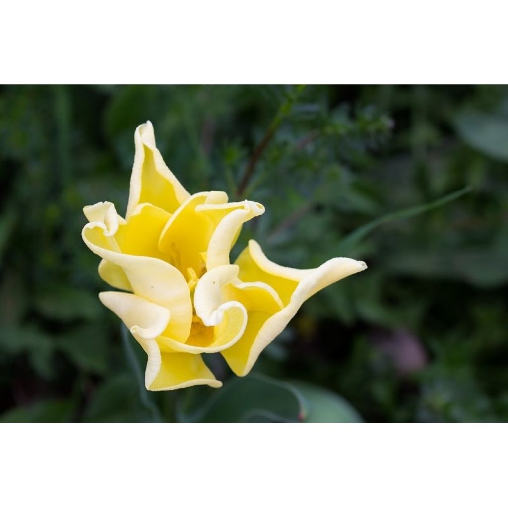 Tulipe Triumph Yellow Crown - Triumph-tulp