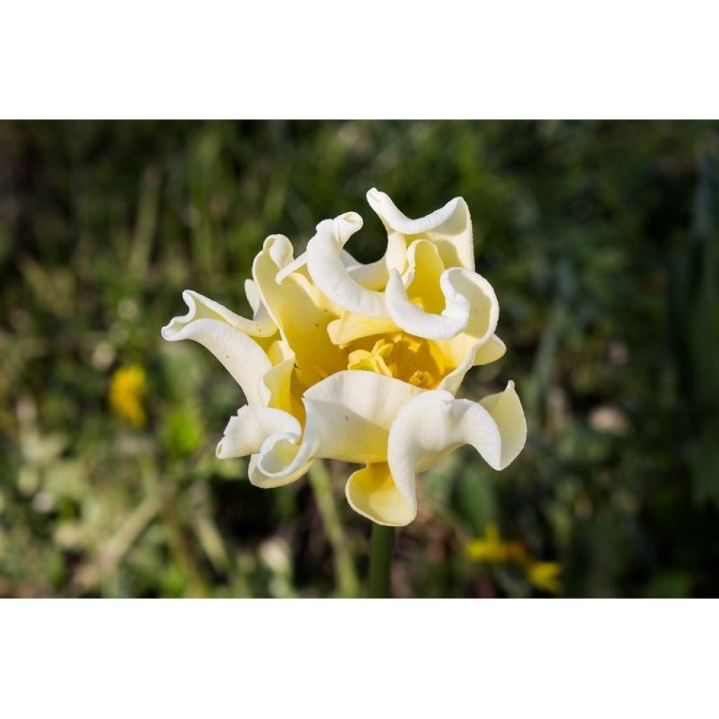 Tulipe Triumph Yellow Crown - Triumph-tulp