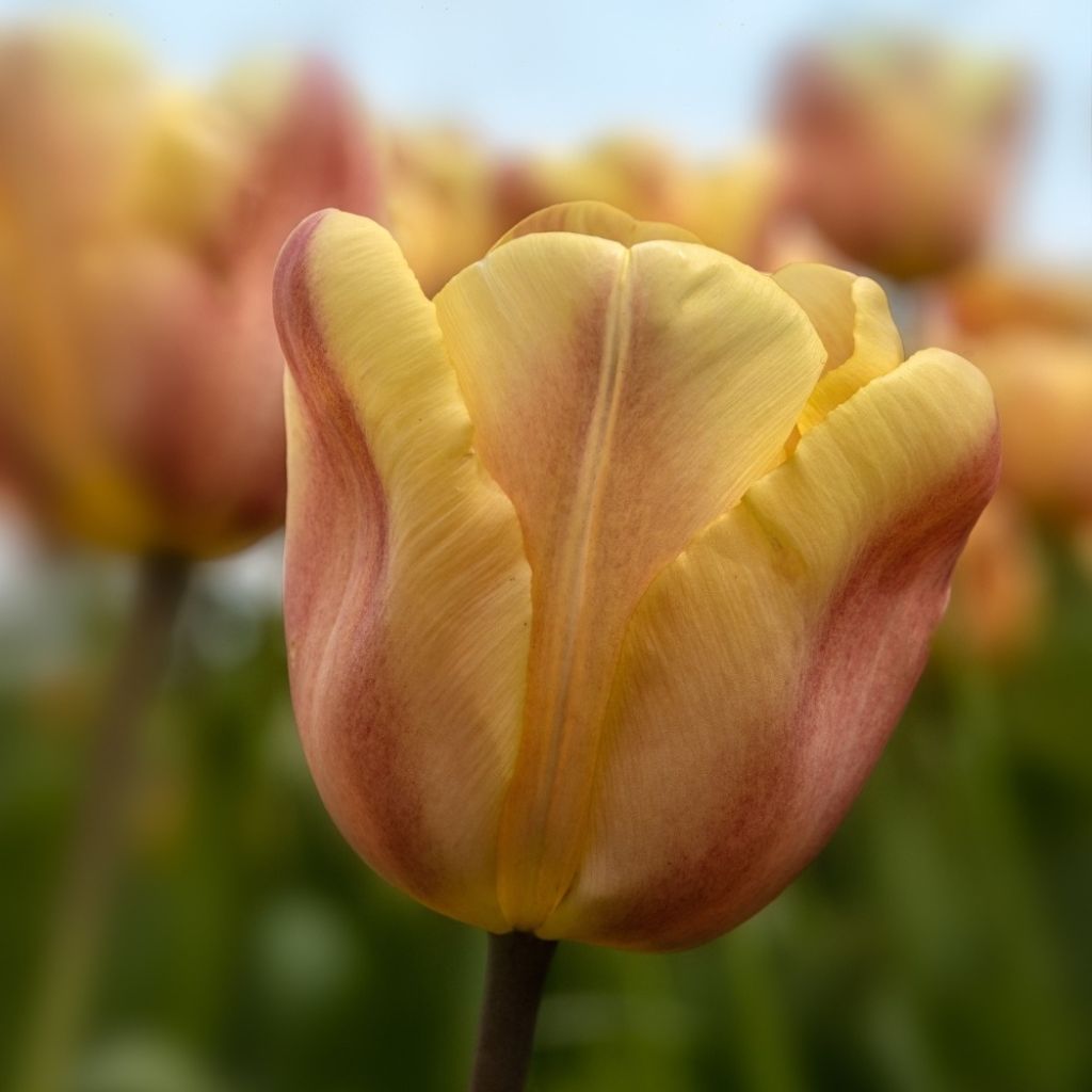 Tulipe Triumph Apricot Foxx - Triumphtulp