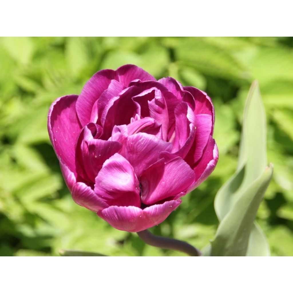 Tulipa Blue Diamond - Dubbele late tulp