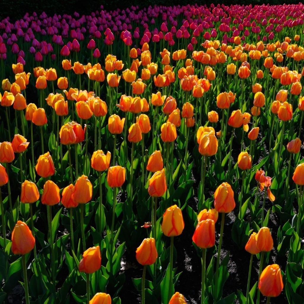 Tulipa Darwin Blushing Apeldoorn - Darwintulp