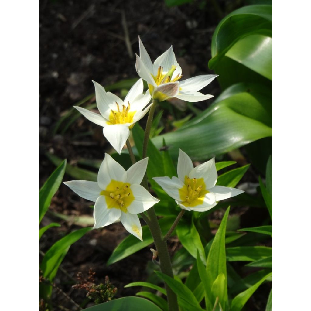 Tulipa turkestanica - Turkestaanse tulp