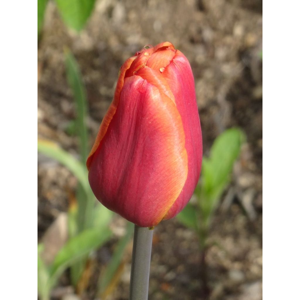Tulipa Triumph Brown Sugar - Triumphtulp