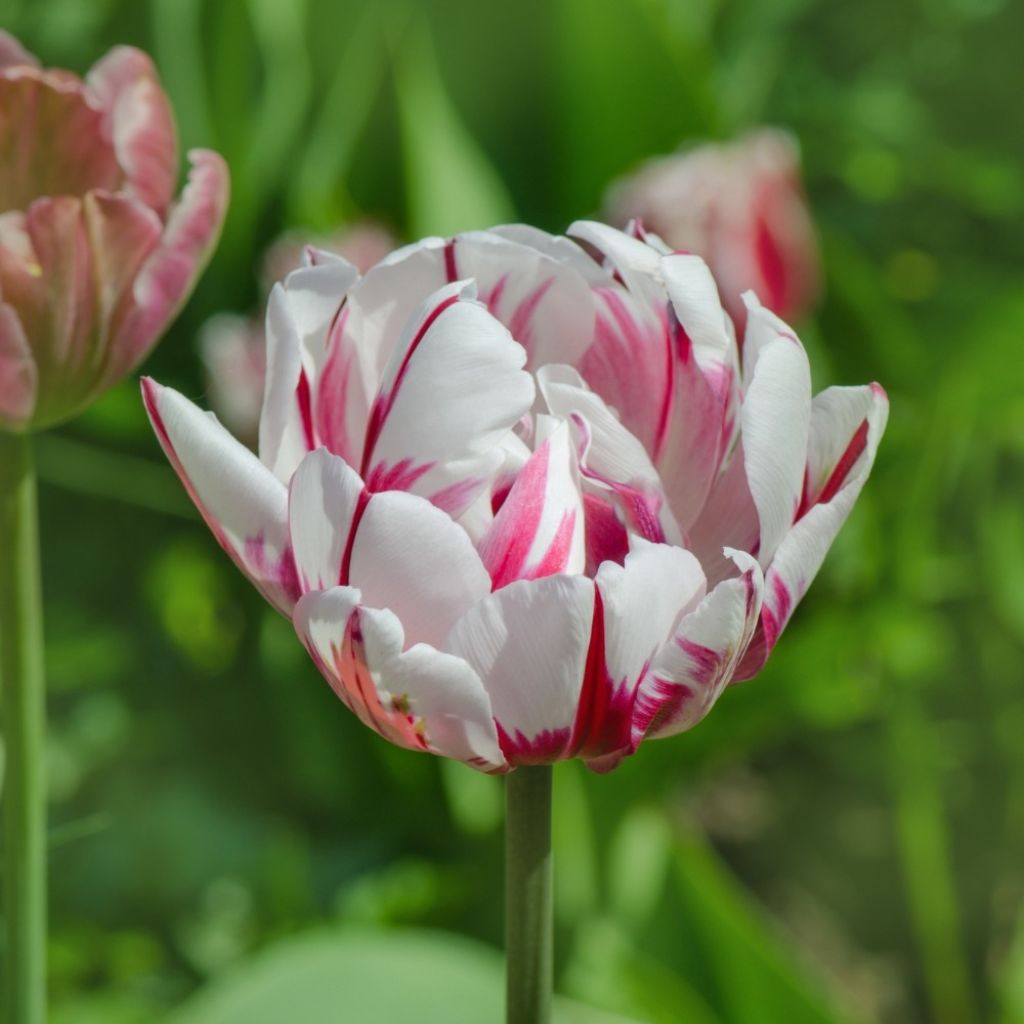 Tulipa Carnaval de Nice - Dubbele late tulp