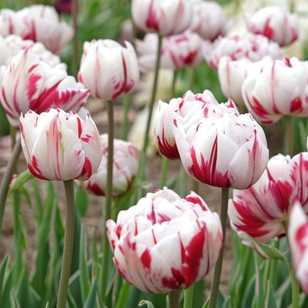 Tulipa Carnaval de Nice - Dubbele late tulp
