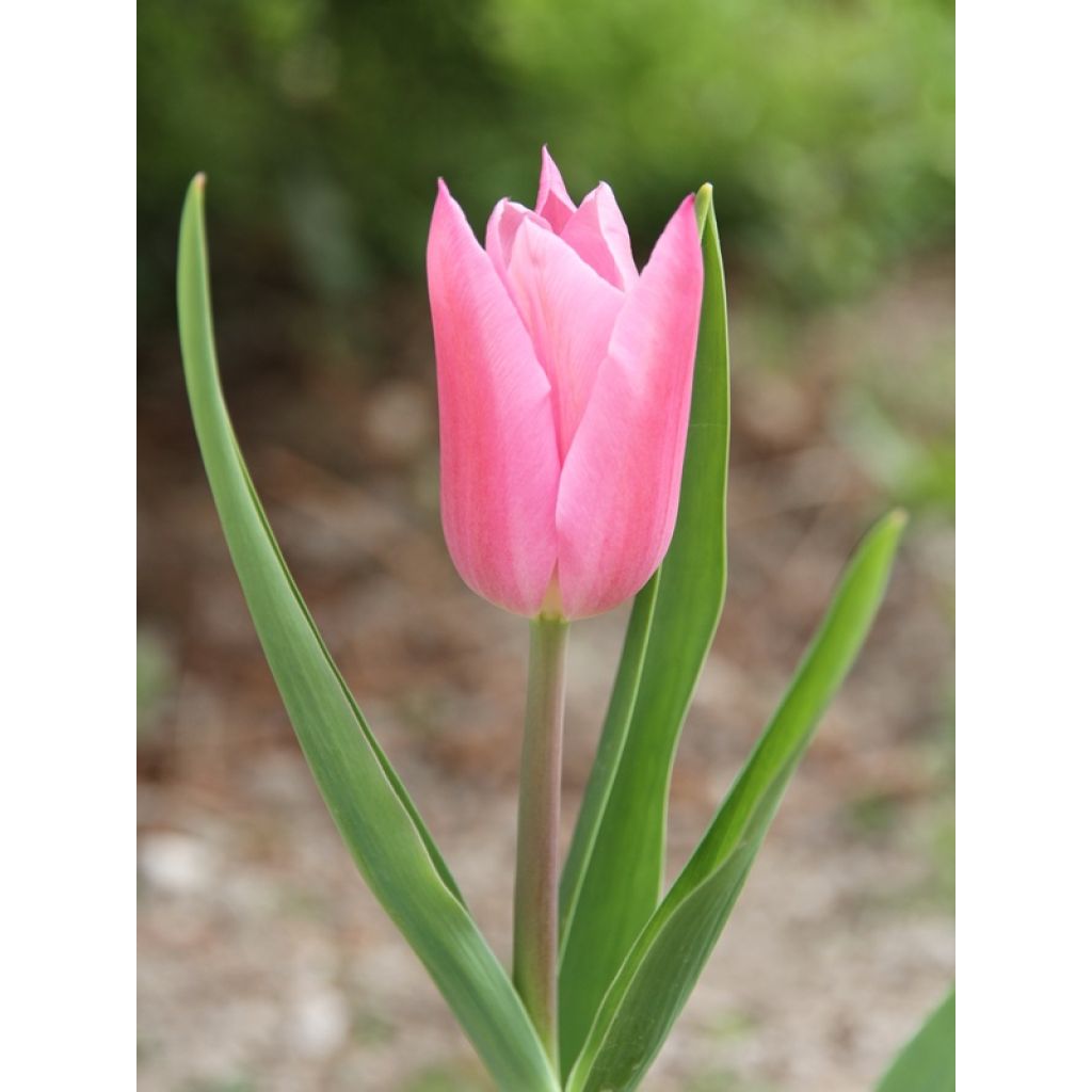 Tulipa China Pink - Leliebloemige tulp