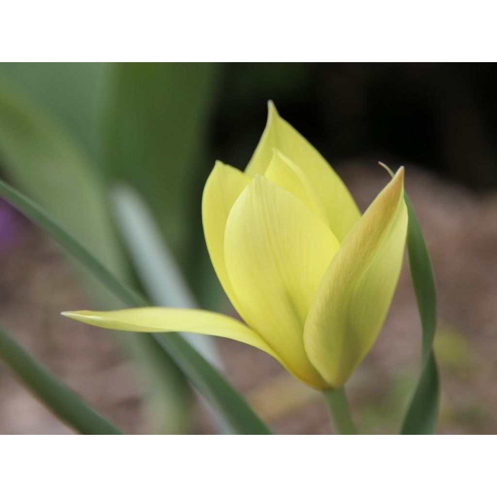Tulipa clusiana Honky Tonk - botanische tulp