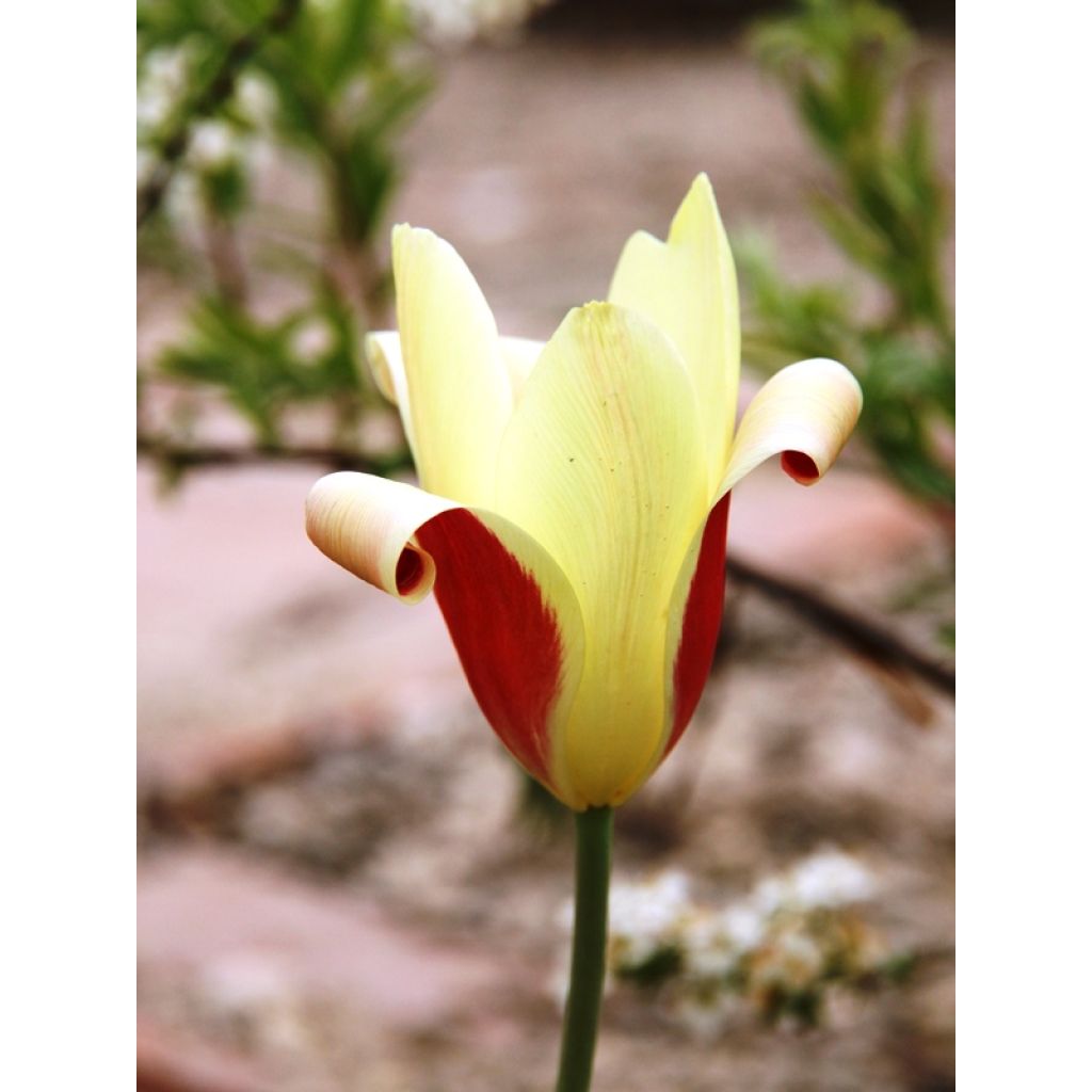Tulipa clusiana Cynthia - botanische tulp