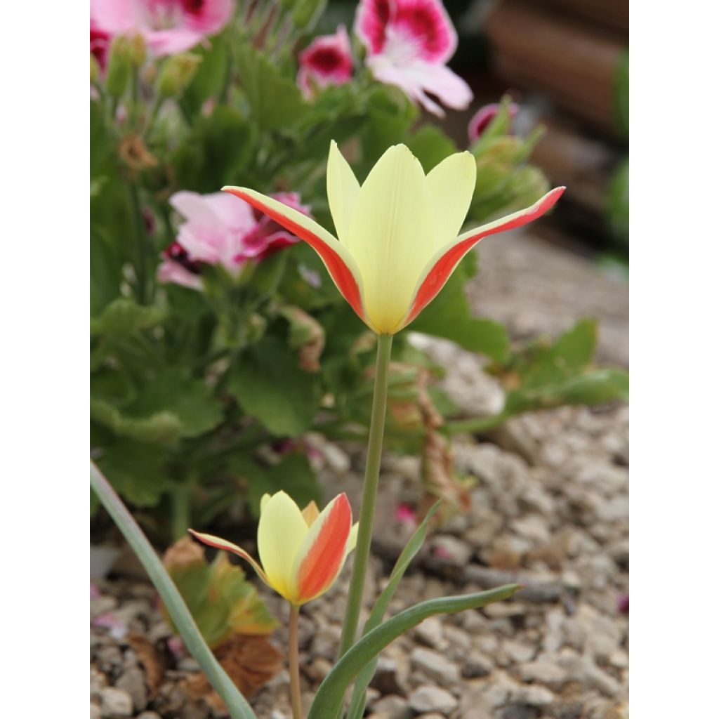 Tulipa clusiana Cynthia - botanische tulp