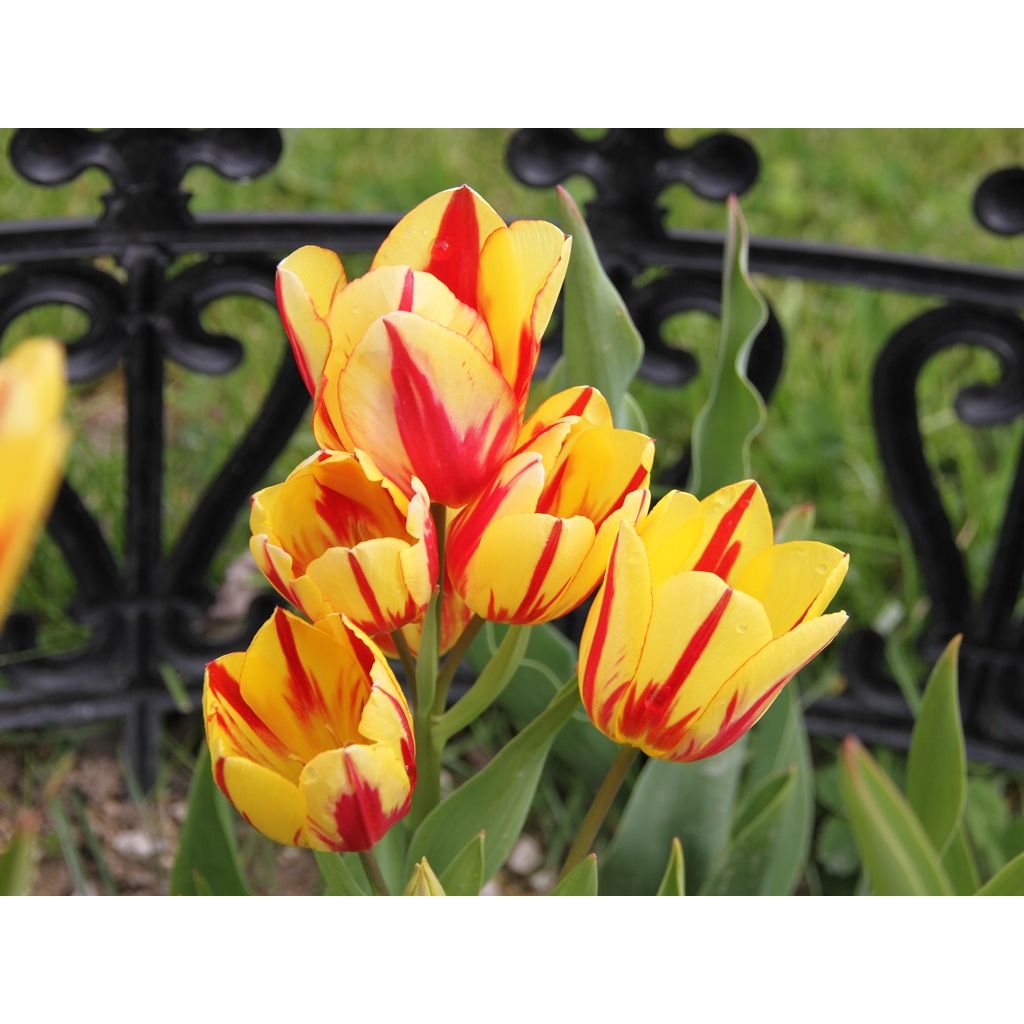 Tulipa Colour Spectacle - Meerbloemige tulp
