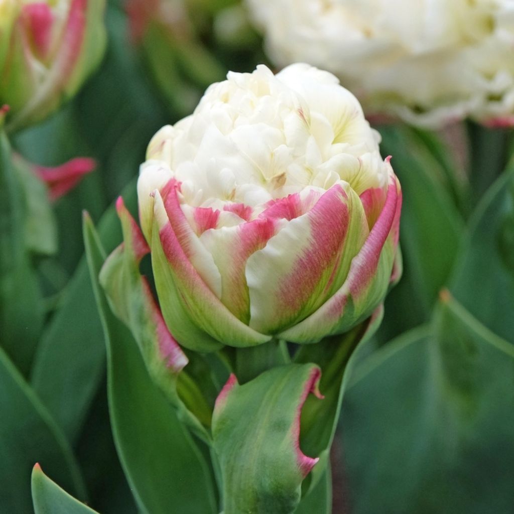 Tulipa Ice Cream - Dubbele late tulp