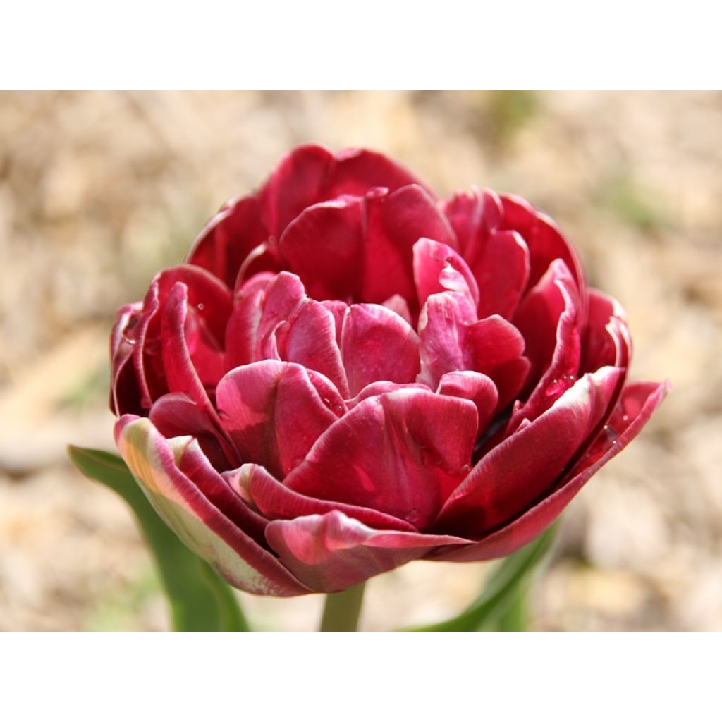 Tulipa Dream touch - Dubbele late tulp