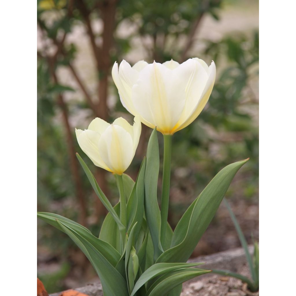 Tulipa fosteriana Purissima - Fosteriana-tulp