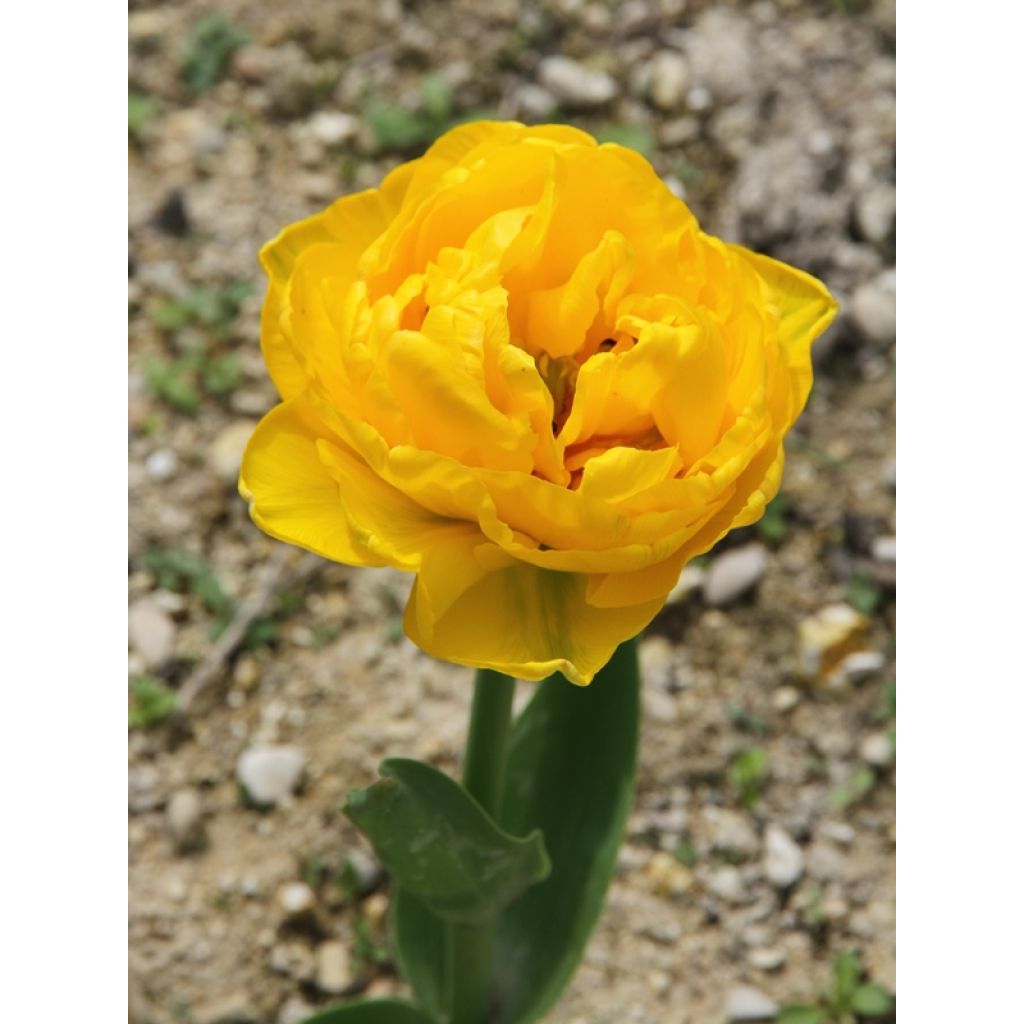 Tulipa Gold Fever - Dubbele late tulp
