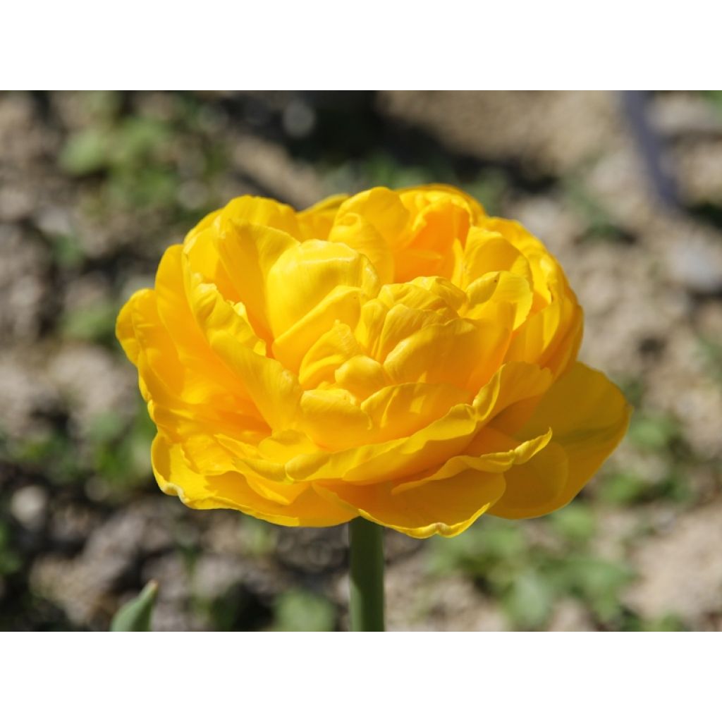 Tulipa Gold Fever - Dubbele late tulp