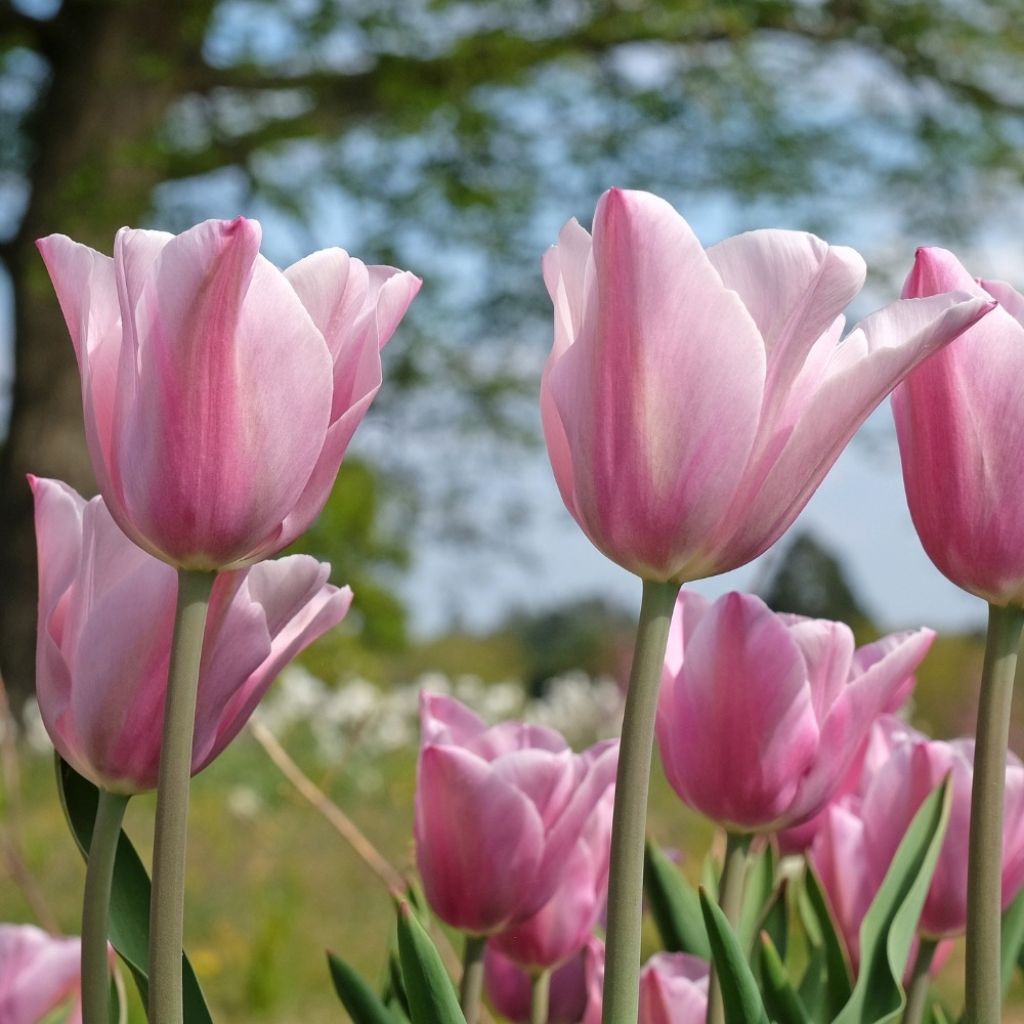 Tulipe Triumph Mistress - Triumphtulp