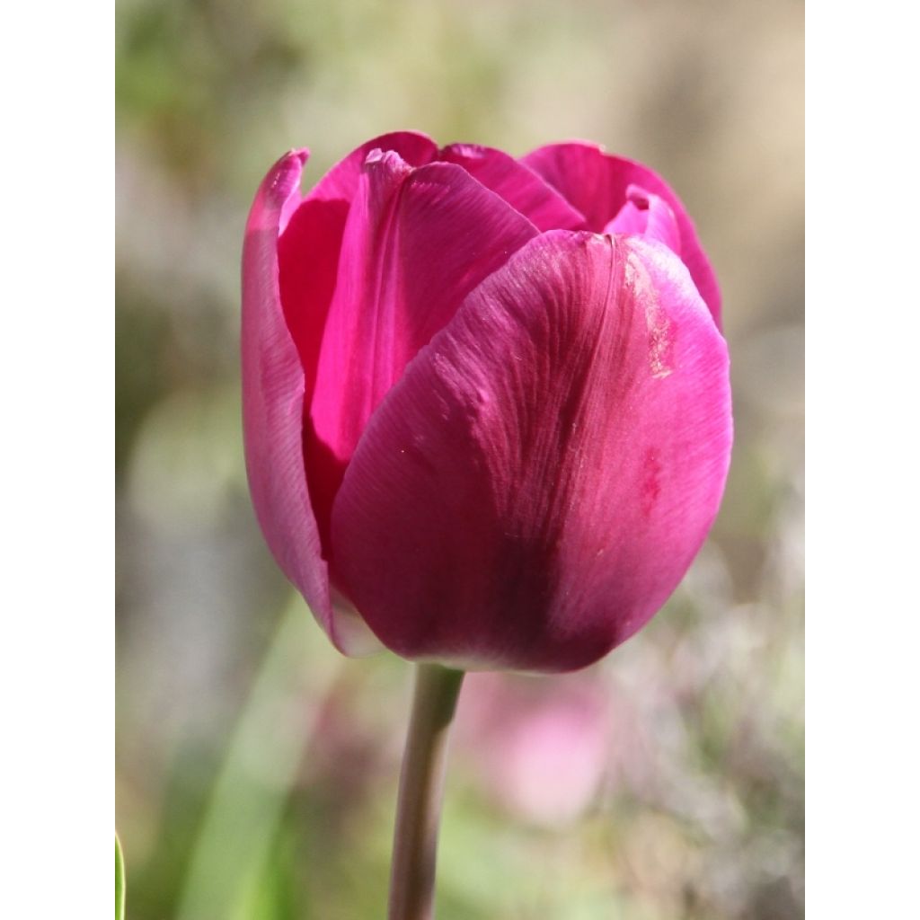 Tulipe Triumph Passionale - Triumphtulp
