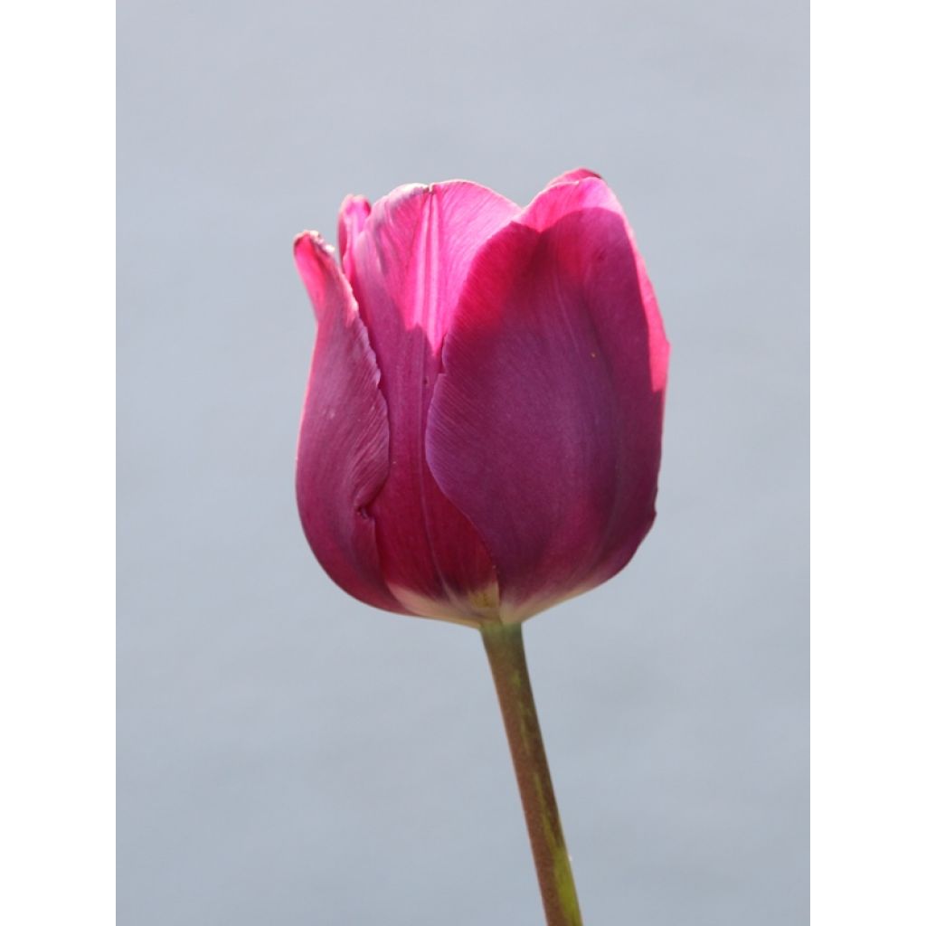 Tulipe Triumph Passionale - Triumphtulp