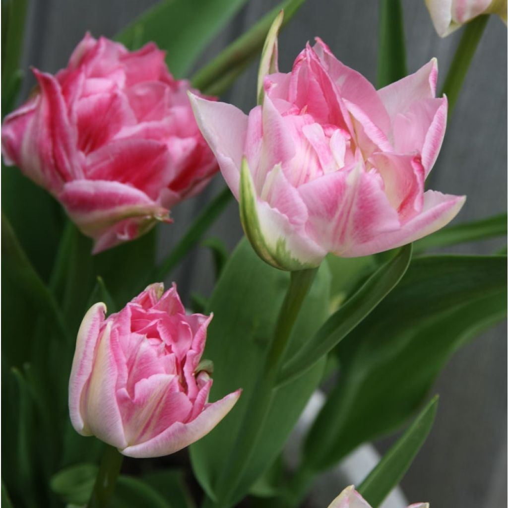Tulipa Peach Blossom - Dubbele vroege tulp
