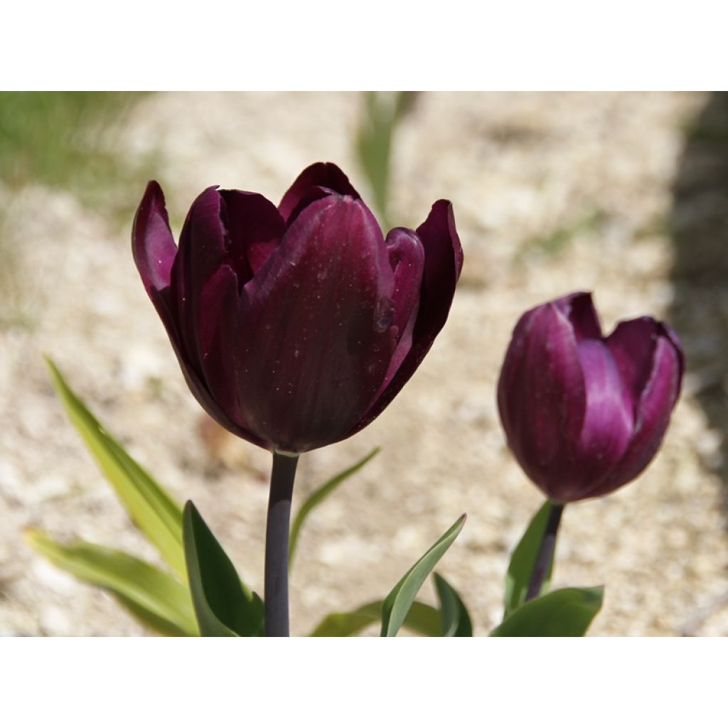Tulipa Recreado - Enkel late tulp