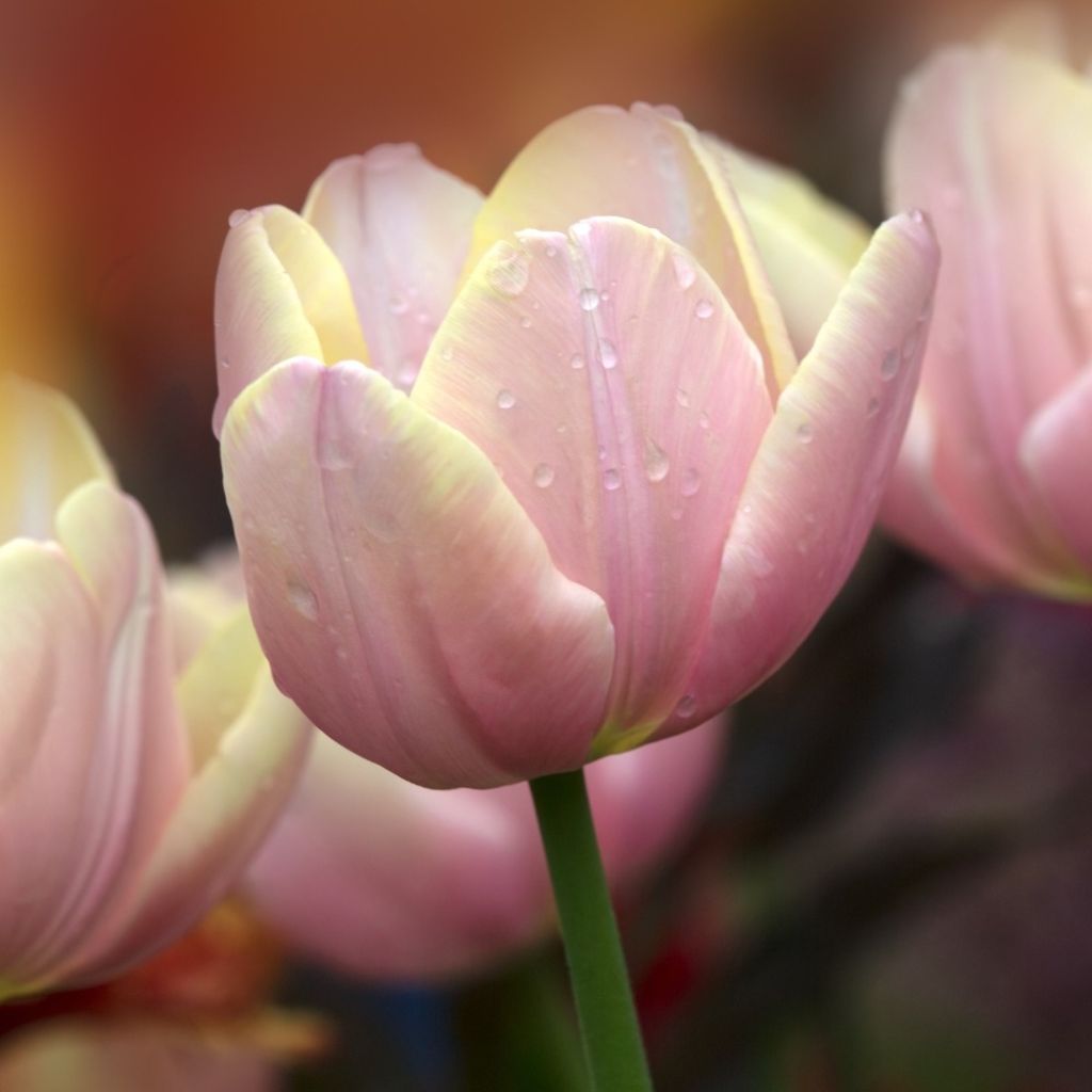 Tulipa Triumph Mango Charm - Triumphtulp