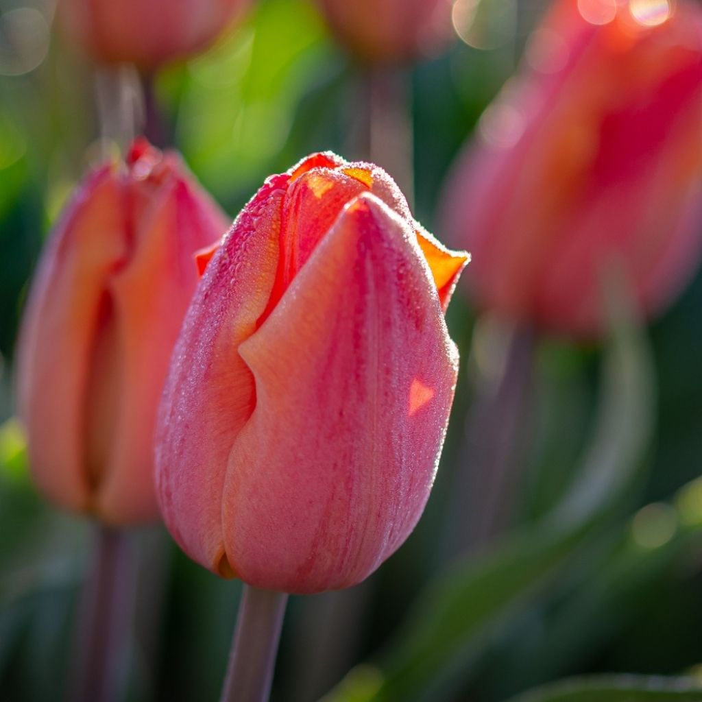 Tulipa Salmon Prince - Enkele vroege tulp