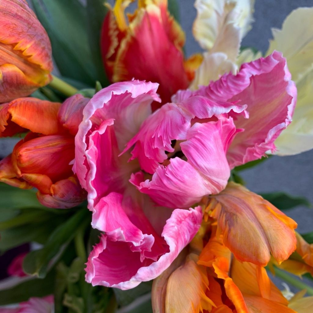 Tulipa Mix - Papegaaitulpen Mix