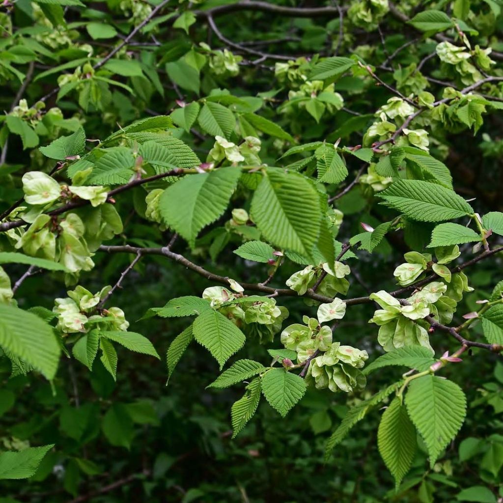 Ulmus glabra - Ruwe iep