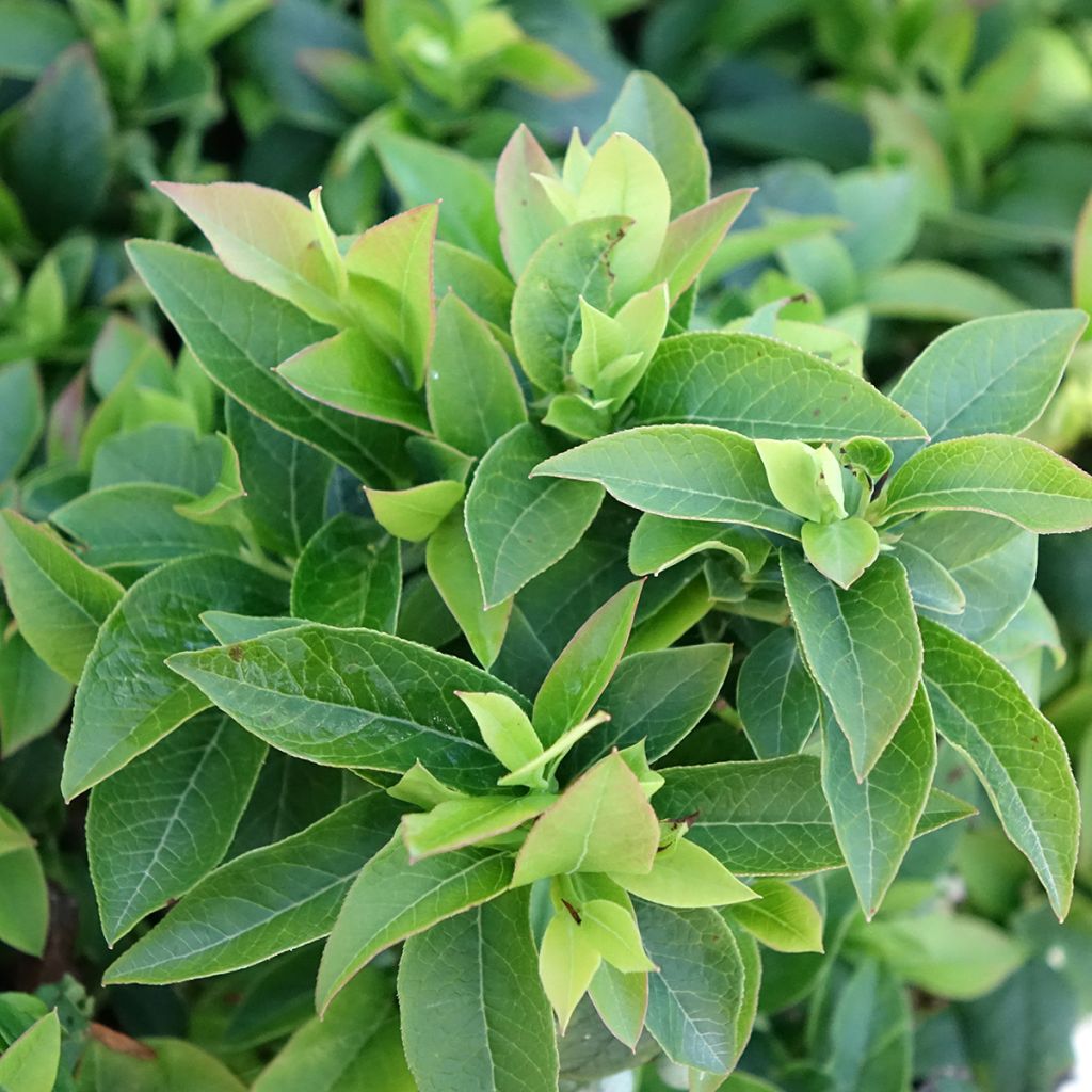 Blauwe bes Tophat - Amerikaanse bosbes