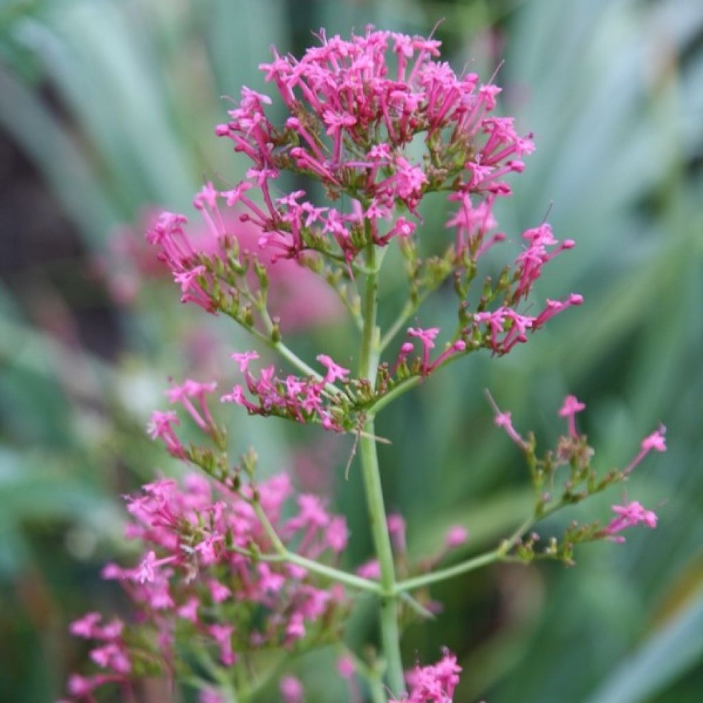 Centranthus ruber - Rode valeriaan