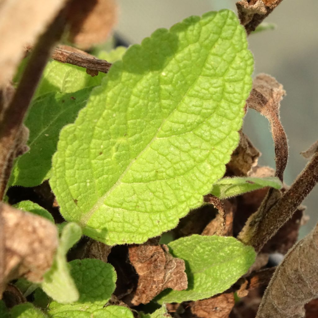 Verbascum Dark Eyes - Toorts