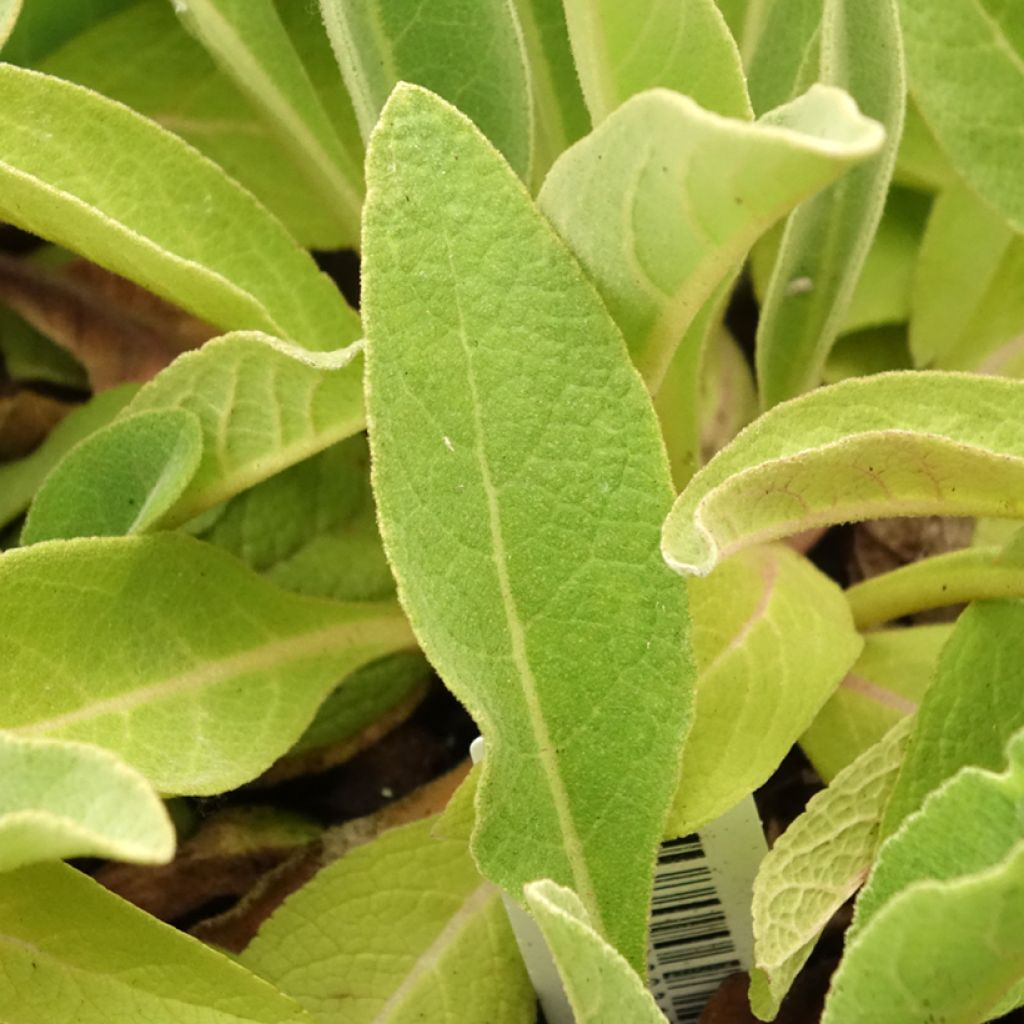 Verbascum olympicum - Toorts