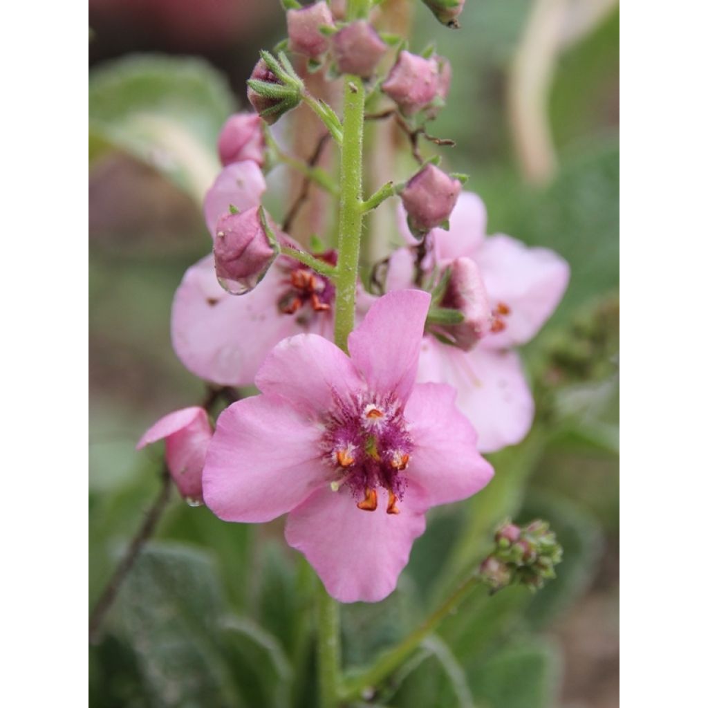 Verbascum Rosie - Toorts