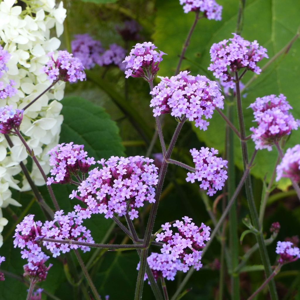 Verbena bonariensis - Reuzenverbena