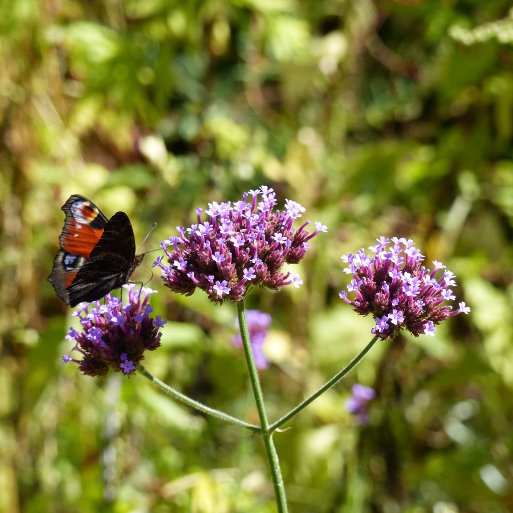 Verbena bonariensis - Reuzenverbena