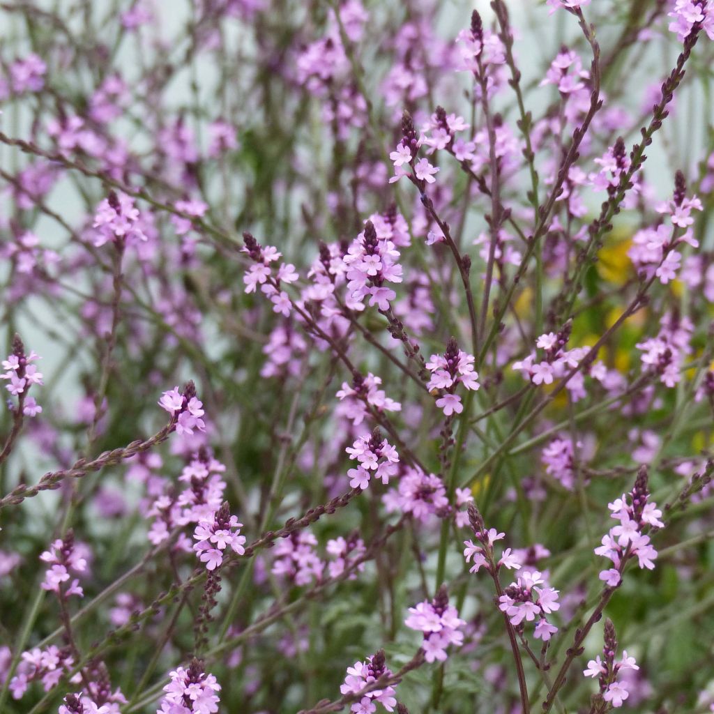 Verbena officinalis Bampton - Ijzerhard